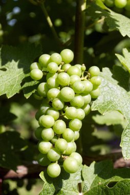 üzüm, üzüm bağı