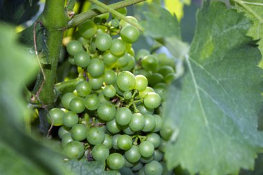 üzüm, üzüm bağı