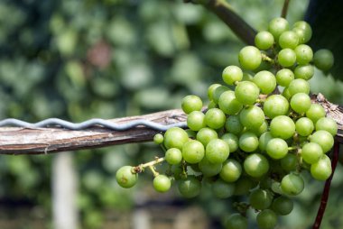 üzüm, üzüm bağı