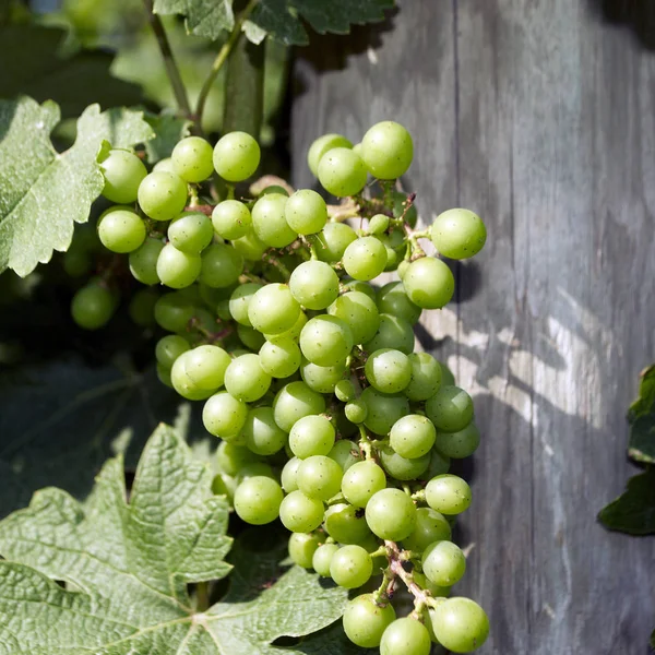 Uvas, Viñedo — Foto de Stock