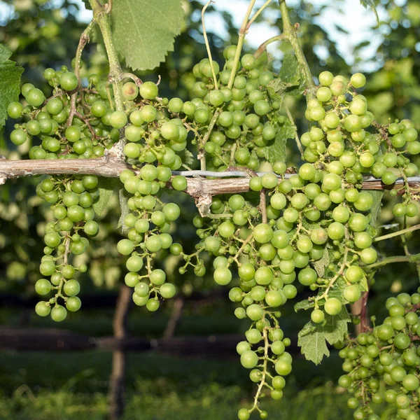 Uvas, Viñedo — Foto de Stock