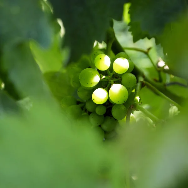 Grapes, Vineyard — Stock Photo, Image