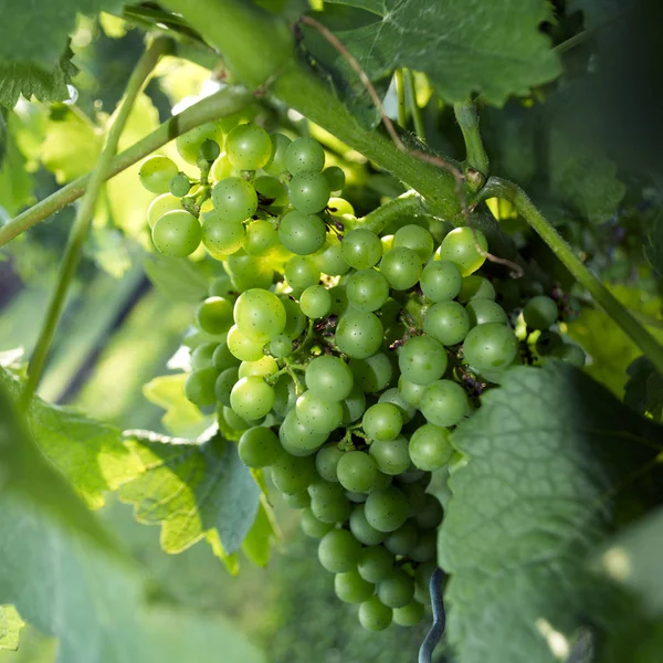 Uvas, Viñedo — Foto de Stock