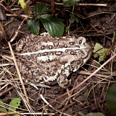 Ormandaki kurbağaya yaklaş.
