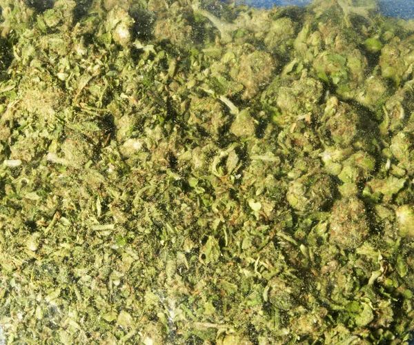 Maconha e dinheiro — Fotografia de Stock