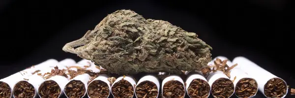 Marihuana Cigarrillos Secos Concepto Drogadicción Concepto Marihuana Medicinal —  Fotos de Stock