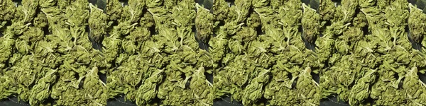 Marihuana Getrocknet Drogenabhängigkeit Medizinisches Marihuana Konzept — Stockfoto