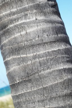 Yatay çizgileri olan palmiye ağacı gövdesi, desen.