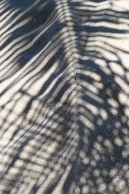 Kumdaki palmiye ağacının gölgesi