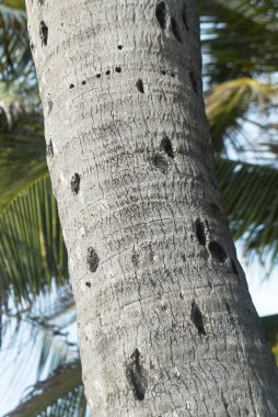 Ağaç kabuğu desenli