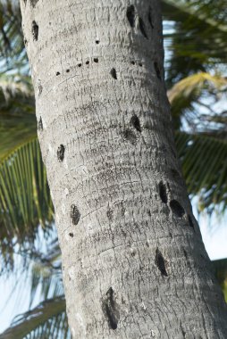 Ağaç kabuğu desenli