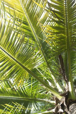Palmiye yapraklarının alt görünümü