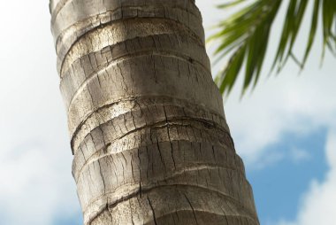 Palmiye ağacı, detaylı görünüm