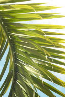 Dokulu yeşil ve sarı palmiye yaprağı