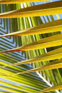 Parlak yeşil palmiye yaprakları, yakın görüş.