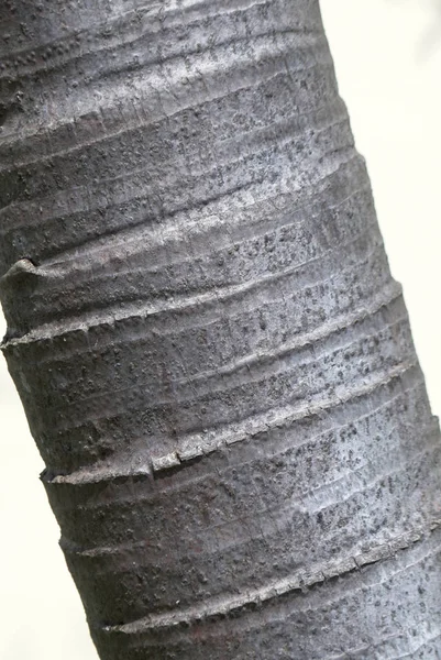 Tronco Palmeira Texturizado Cinza — Fotografia de Stock