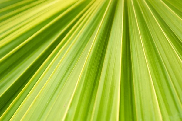 Palmiye Yapraklarının Alt Görünümü — Stok fotoğraf
