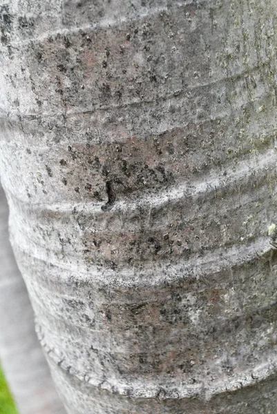 Ağaç Kabuğu Desenli — Stok fotoğraf