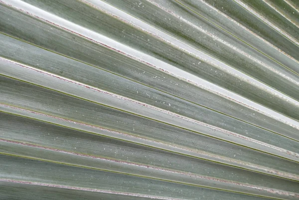 Palmiye Ağacı Yapraklarının Detaylı Görüntüsü Yeşil Yapraklar — Stok fotoğraf