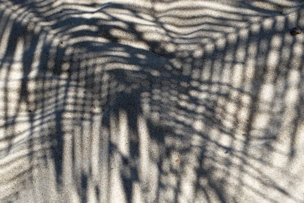 Sombra Palmeira Areia — Fotografia de Stock