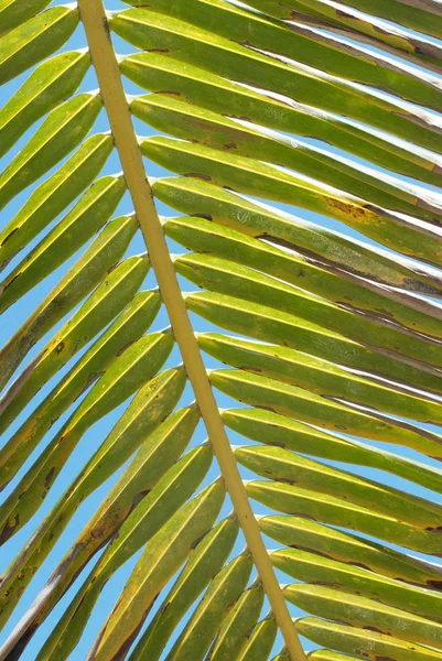 Parlak Yeşil Palmiye Yapraklarının Detaylı Görünümü — Stok fotoğraf