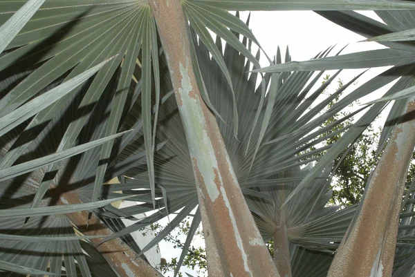 Palmiye Yapraklarının Alt Görünümü — Stok fotoğraf
