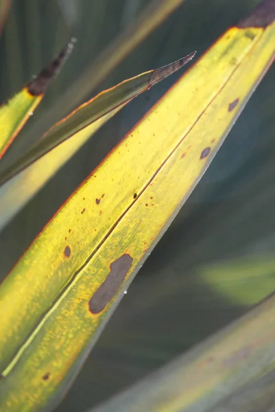 Palmiye Ağacı Yapraklarının Detaylı Görüntüsü Yeşil Yapraklar — Stok fotoğraf