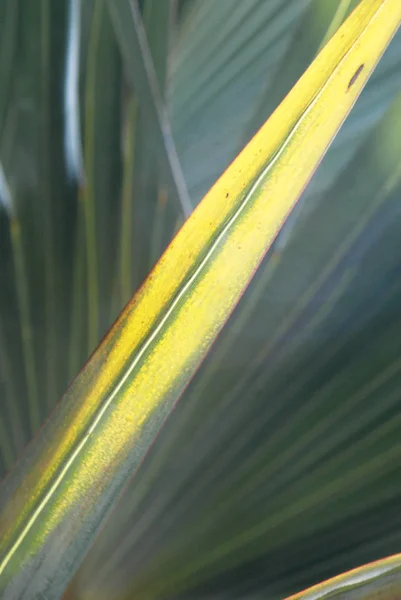 Близкий Вид Зеленых Длинных Пальмовых Листьев — стоковое фото