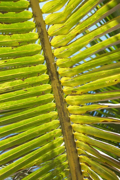 Parlak Yeşil Palmiye Yapraklarının Detaylı Görünümü — Stok fotoğraf
