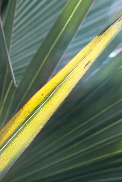 Detail View Palm Tree Foliage Green Leaves — 스톡 사진