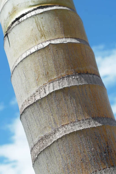 Palmiye Ağacı Detaylı Görünüm — Stok fotoğraf