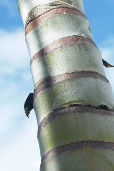 Пальмовое Дерево Подробный Вид — стоковое фото