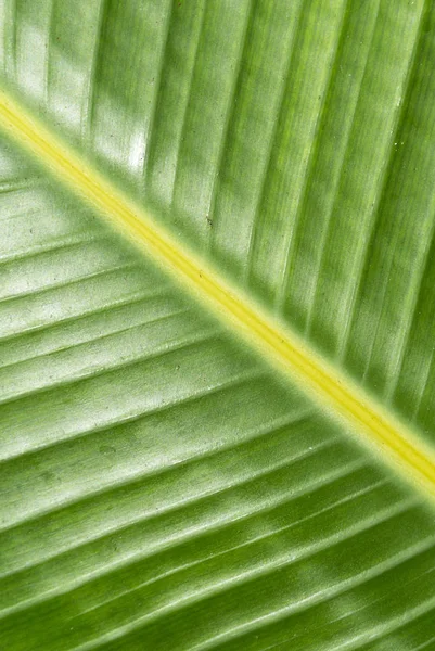 Hoja Palma Verde Amarilla Texturizada — Foto de Stock