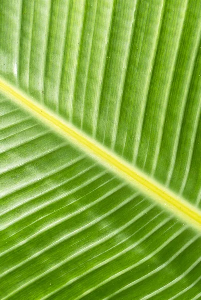 Dokulu Yeşil Sarı Palmiye Yaprağı — Stok fotoğraf