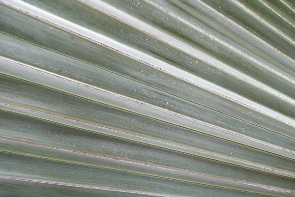 Detail View Palm Tree Foliage Green Leaves Stock Photo