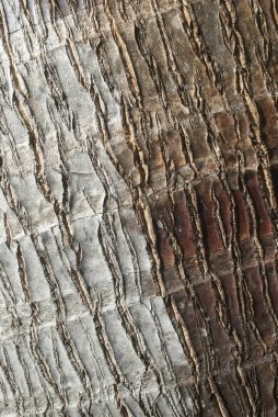 Kaba yüzeyi olan desenli ağaç kabuğu