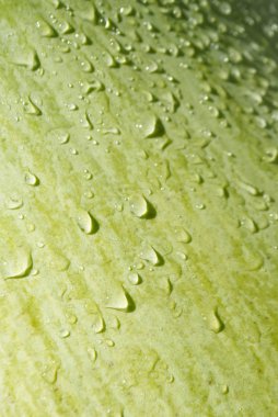 Su damlaları ile dokulu yeşil palmiye yaprağı