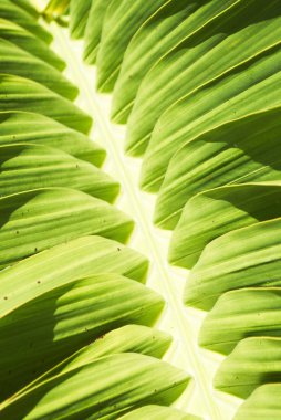 Dokulu yeşil ve sarı palmiye yaprağı