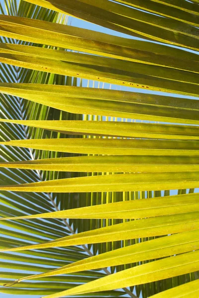 Parlak Yeşil Palmiye Yaprakları Yakın Görüş — Stok fotoğraf