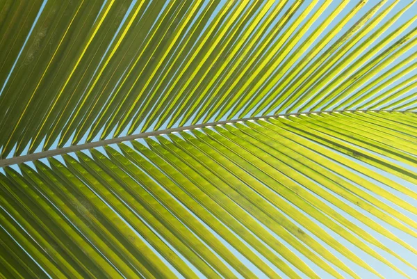 Getextureerde Groene Gele Palm Blad — Stockfoto