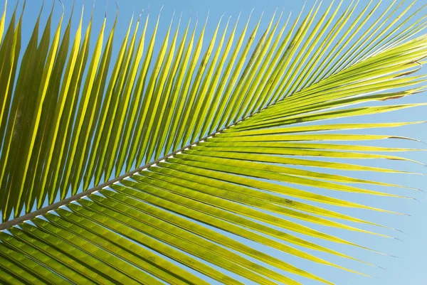 Textured Green Yellow Palm Leaf — Stock Photo, Image