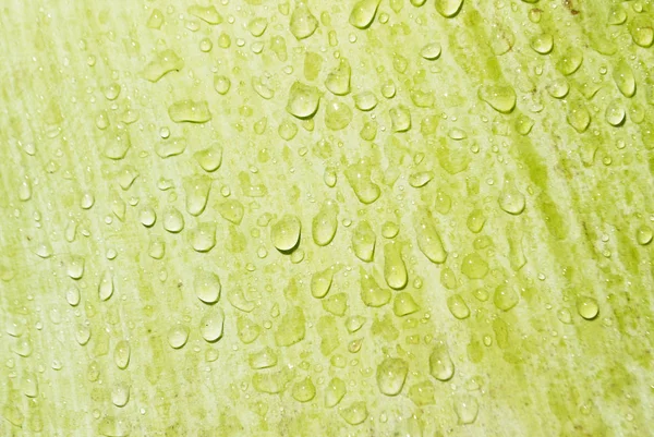 Фактурне Зелене Пальмове Листя Краплями Води — стокове фото