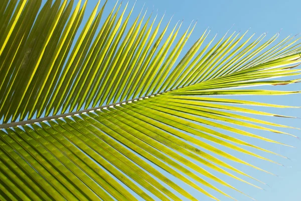 Getextureerde Groene Gele Palm Blad — Stockfoto