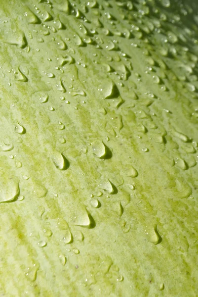 Texturiertes Grünes Palmblatt Mit Wassertropfen — Stockfoto