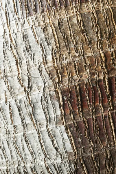 Kaba yüzeyi olan desenli ağaç kabuğu
