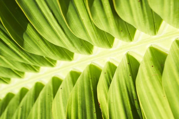 Strukturierte Grüne Und Gelbe Palmblätter — Stockfoto