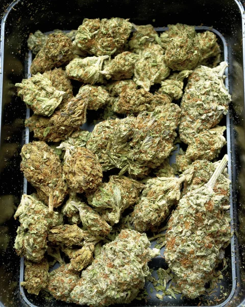 Marihuana Concepto Drogadicción Concepto Marihuana Medicinal — Foto de Stock