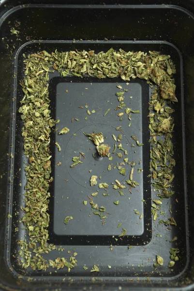 Marihuana Drogenabhängigkeit Medizinisches Marihuana Konzept — Stockfoto