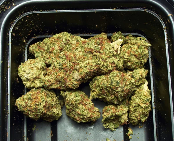 Marihuana Concepto Drogadicción Concepto Marihuana Medicinal —  Fotos de Stock