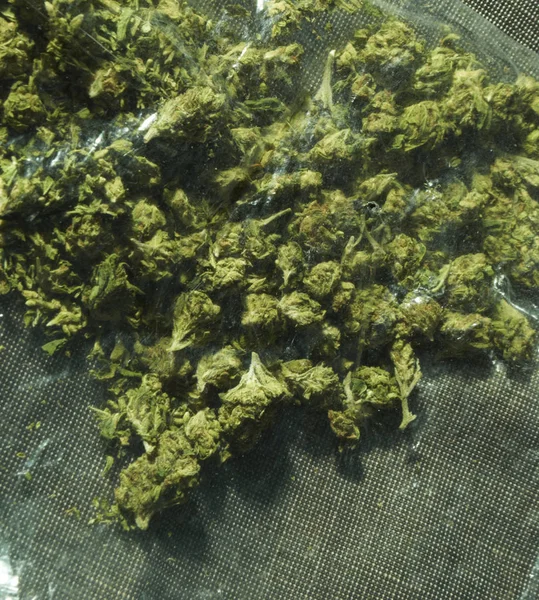 Paketlenmiş Marihuana Kenevir Bitkisinden Tomurcuklar — Stok fotoğraf